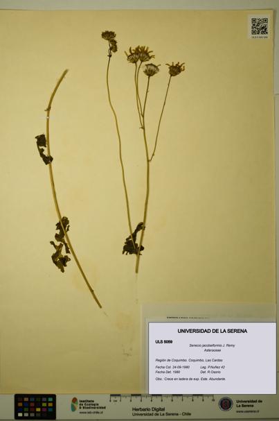 Senecio jacobeiformis [Espécimen: ULS:ULS:0005059]