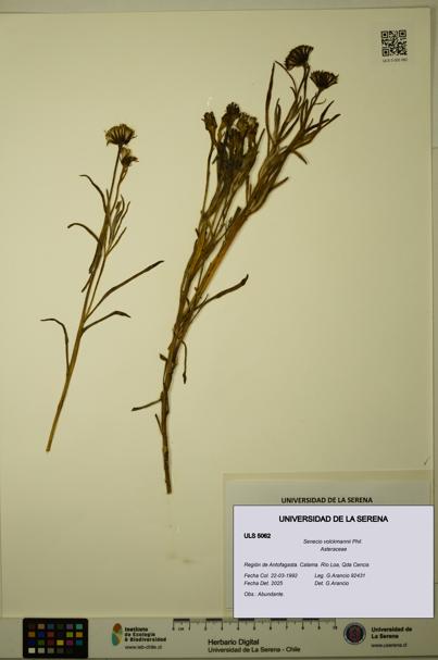 Senecio volckmannii [Espécimen: ULS:ULS:0005062]