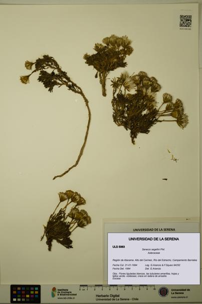 Senecio segethii [Espécimen: ULS:ULS:0005063]