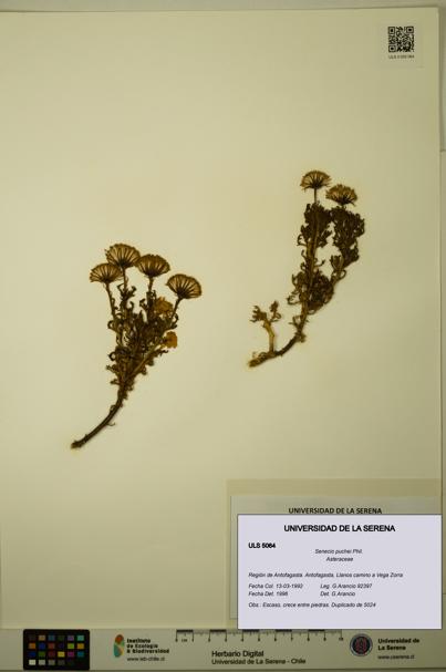 Senecio puchei [Espécimen: ULS:ULS:0005064]