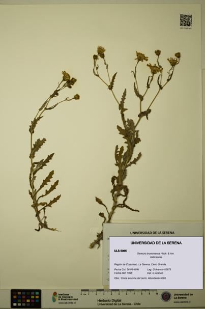 Senecio brunonianus [Espécimen: ULS:ULS:0005065]