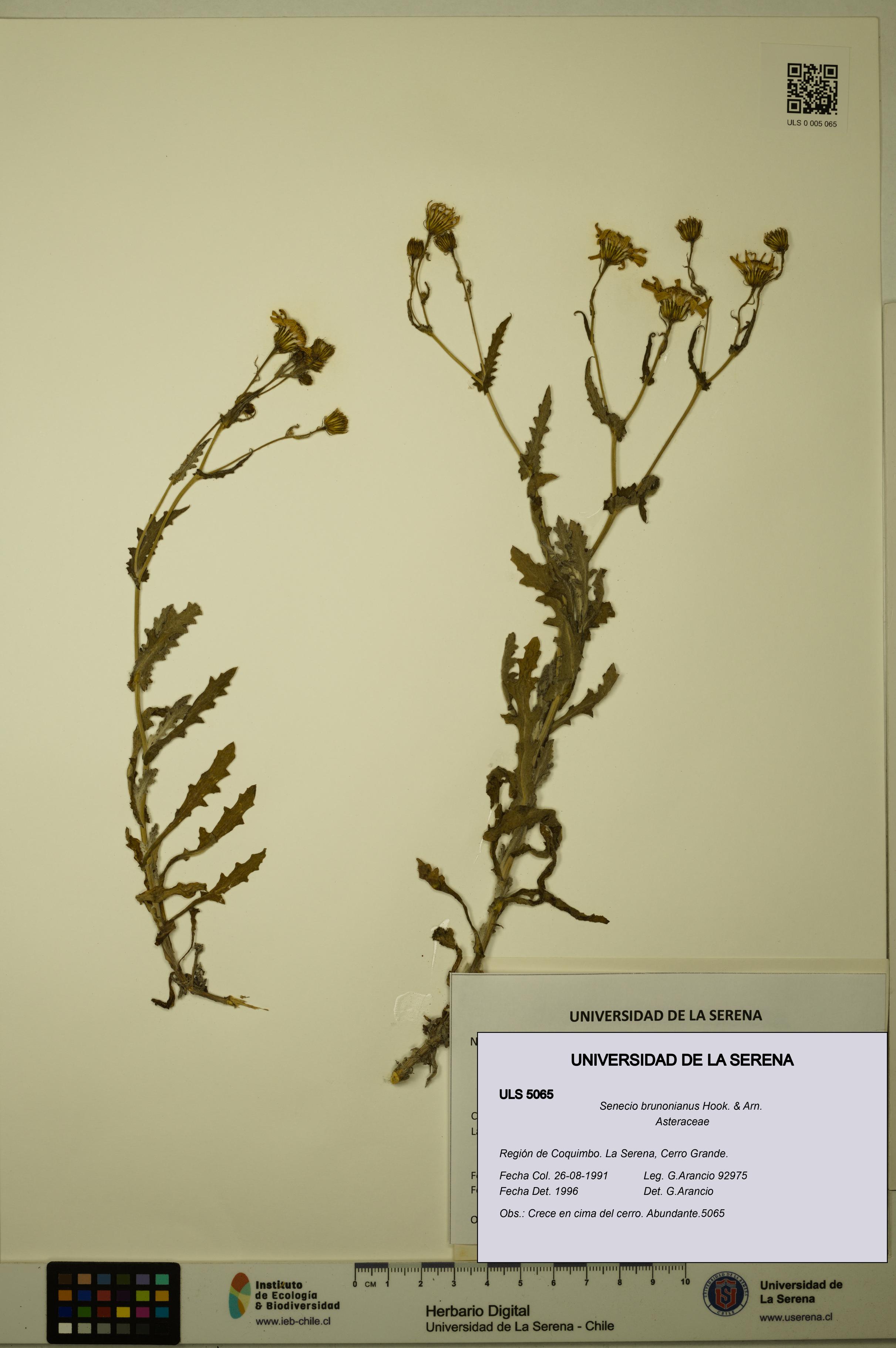 Senecio brunonianus [Espécimen: ULS:ULS:0005065]