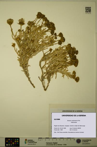 Senecio volckmannii [Espécimen: ULS:ULS:0005069]