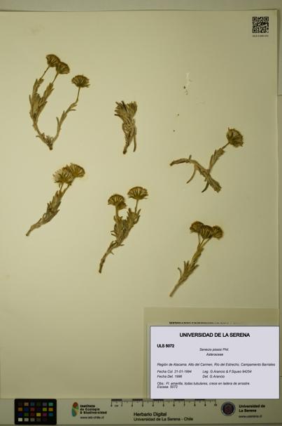 Senecio pissisi [Espécimen: ULS:ULS:0005072]