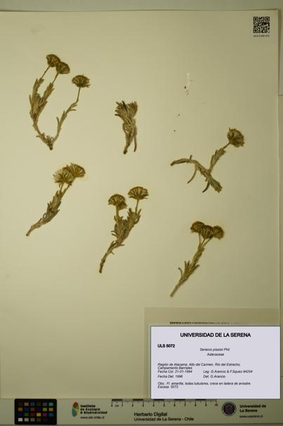 Senecio pissisii [Espécimen: ]