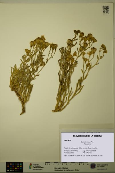 Senecio leucus [Espécimen: ULS:ULS:0005073]