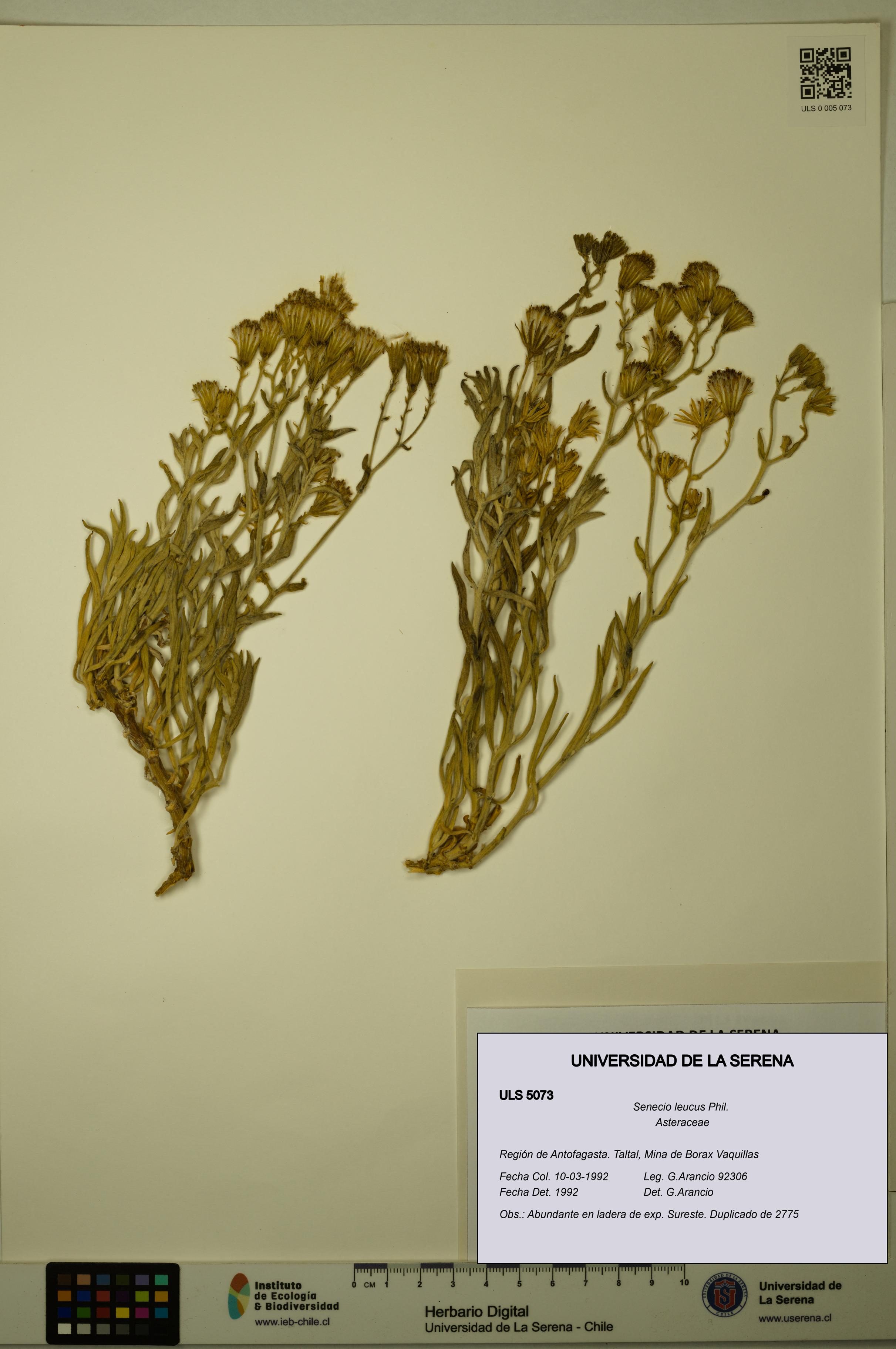 Senecio leucus [Espécimen: ULS:ULS:0005073]