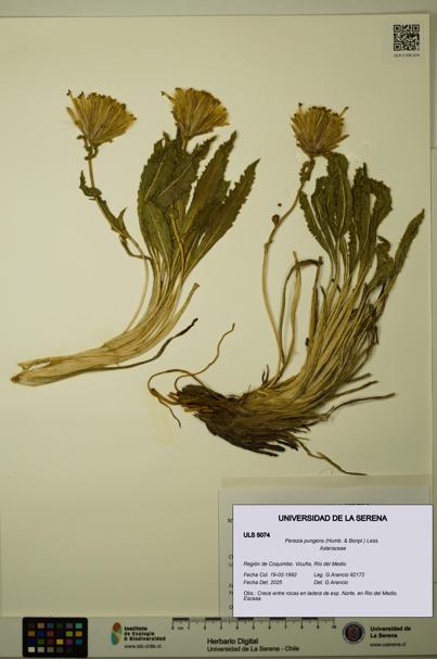 Perezia pungens [Espécimen: ULS:ULS:0005074]