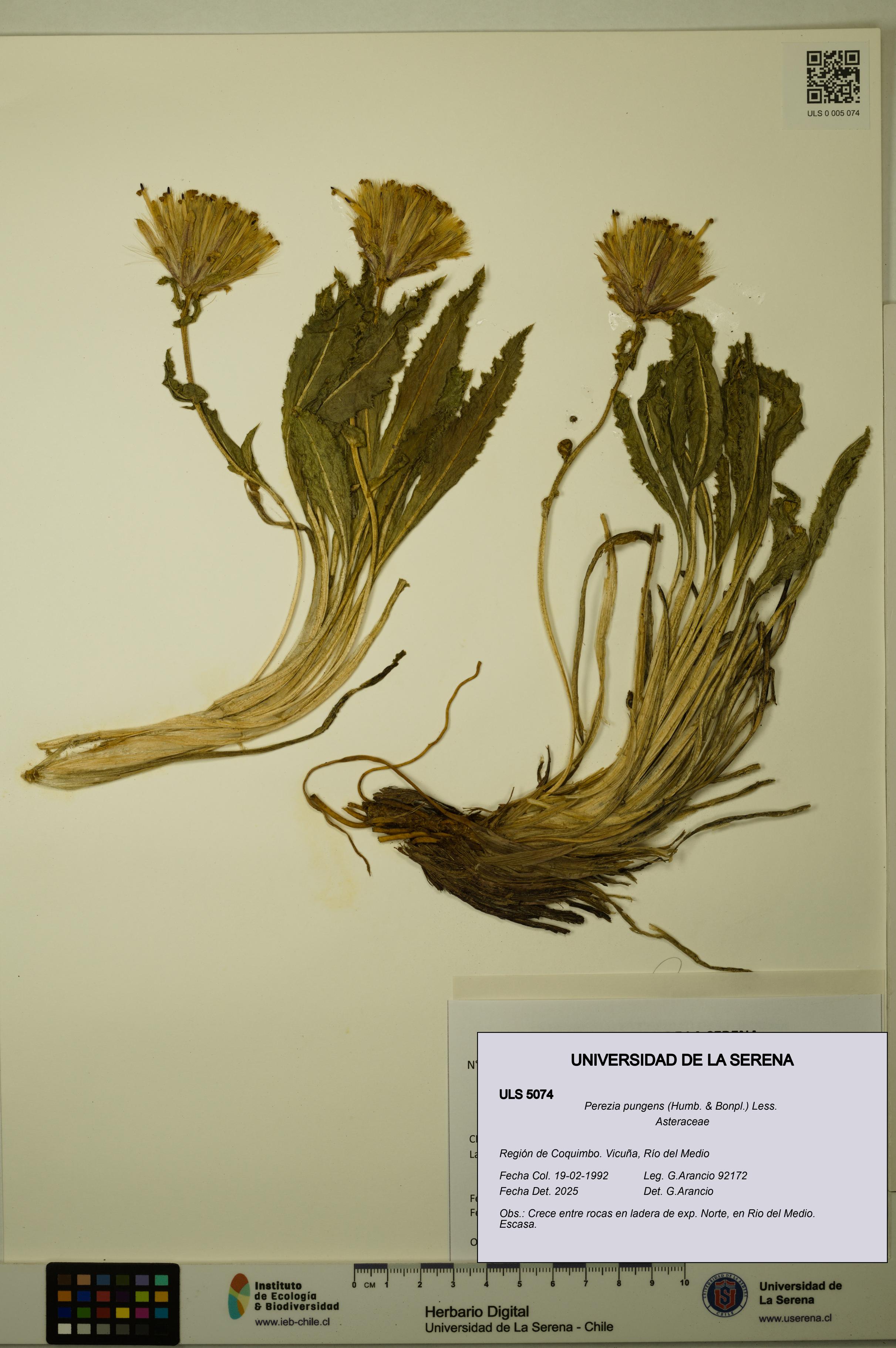 Perezia pungens [Espécimen: ULS:ULS:0005074]