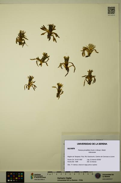 Perezia pinnatifida [Espécimen: ULS:ULS:0005075]