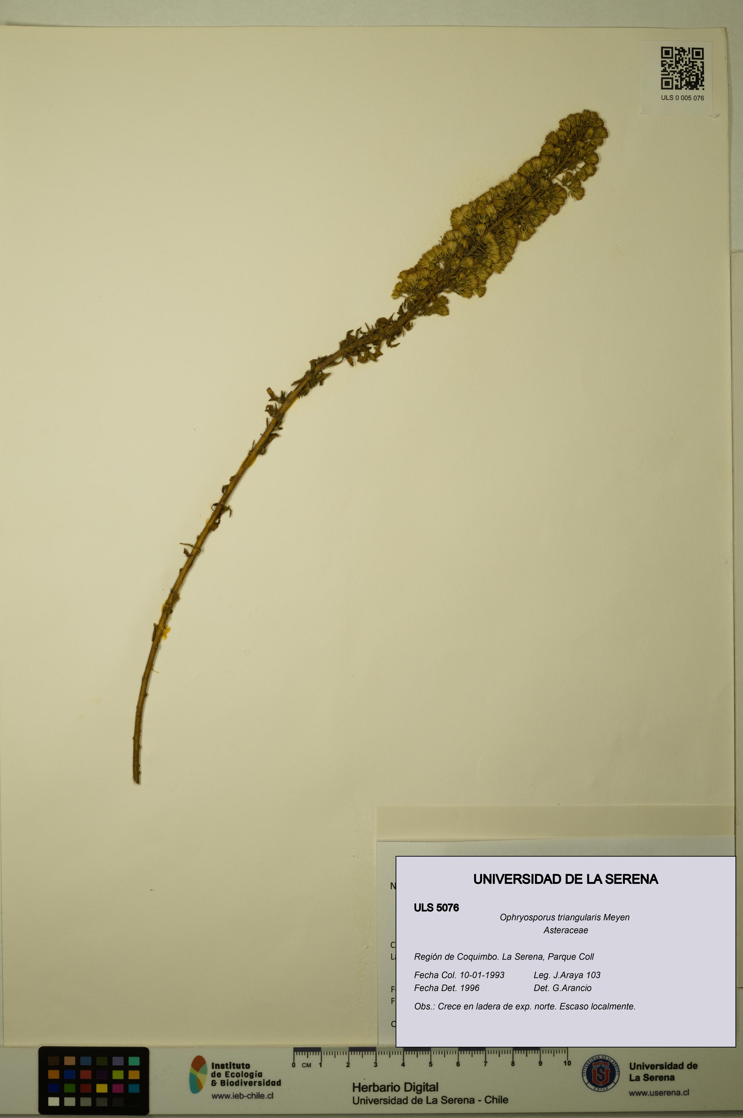 Ophryosporus triangularis [Espécimen: ULS:ULS:0005076]