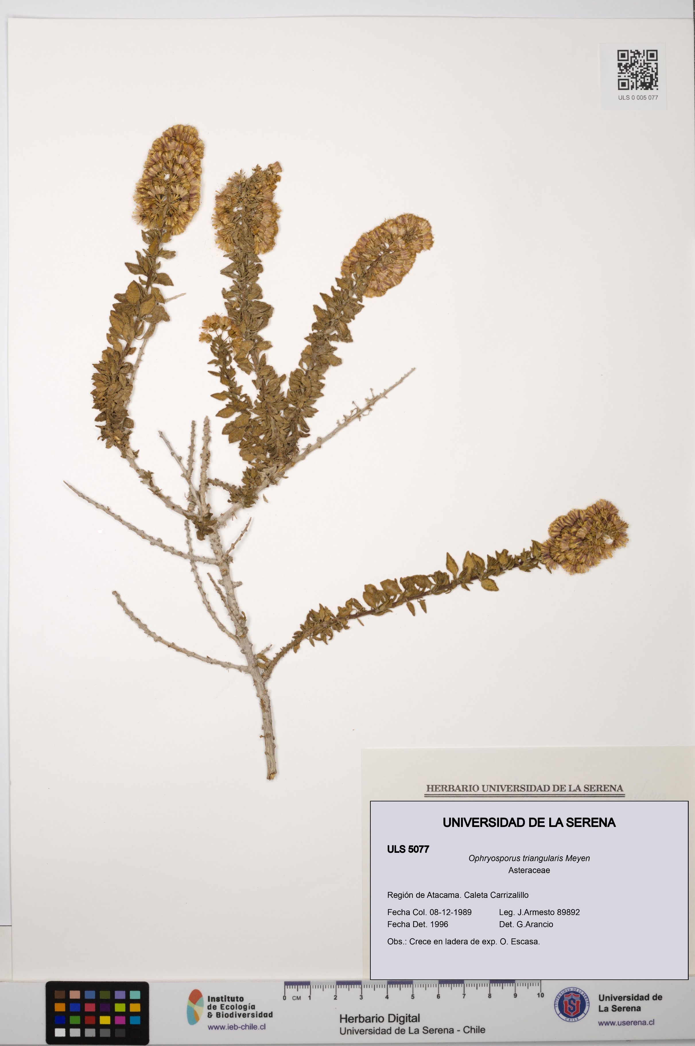 Ophryosporus triangularis [Espécimen: ULS:ULS:0005077]