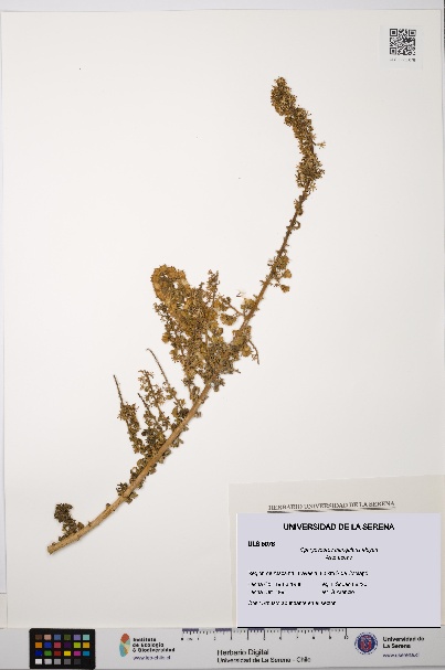 Ophryosporus triangularis [Espécimen: ULS:ULS:0005078]