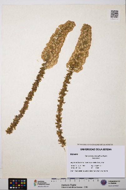 Ophryosporus triangularis [Espécimen: ULS:ULS:0005079]