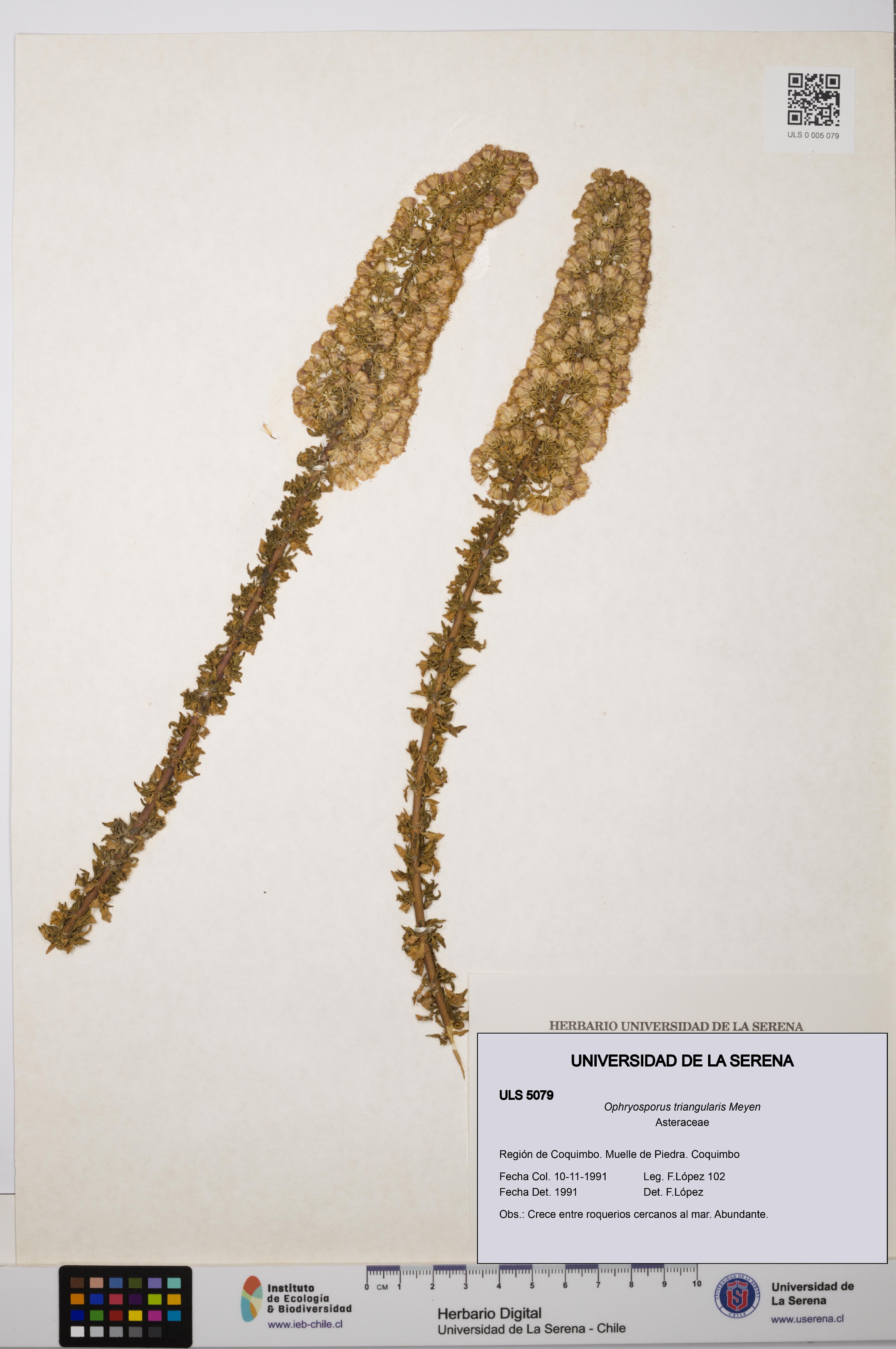 Ophryosporus triangularis [Espécimen: ULS:ULS:0005079]