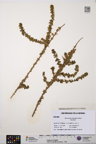 Ophryosporus triangularis [Espécimen: ULS:ULS:0005080]