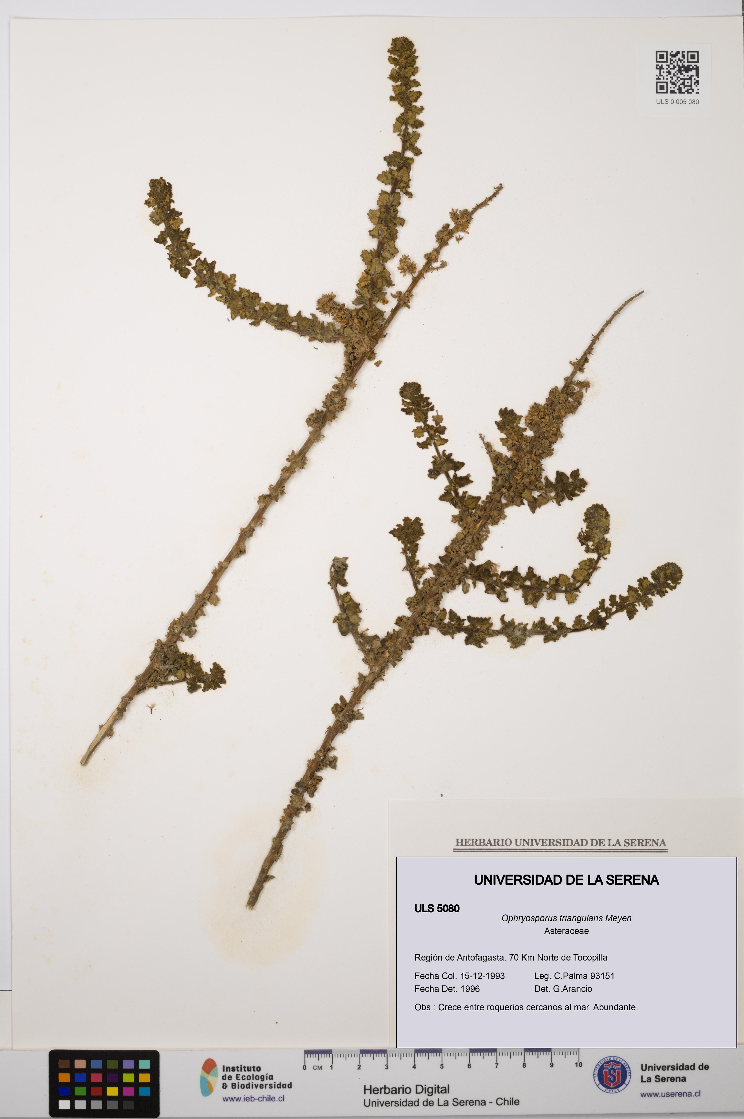 Ophryosporus triangularis [Espécimen: ULS:ULS:0005080]