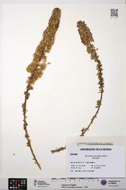 Ophryosporus triangularis [Espécimen: ULS:ULS:0005081]