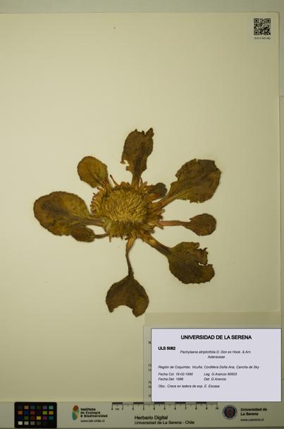 Pachylaena atriplicifolia [Espécimen: ]