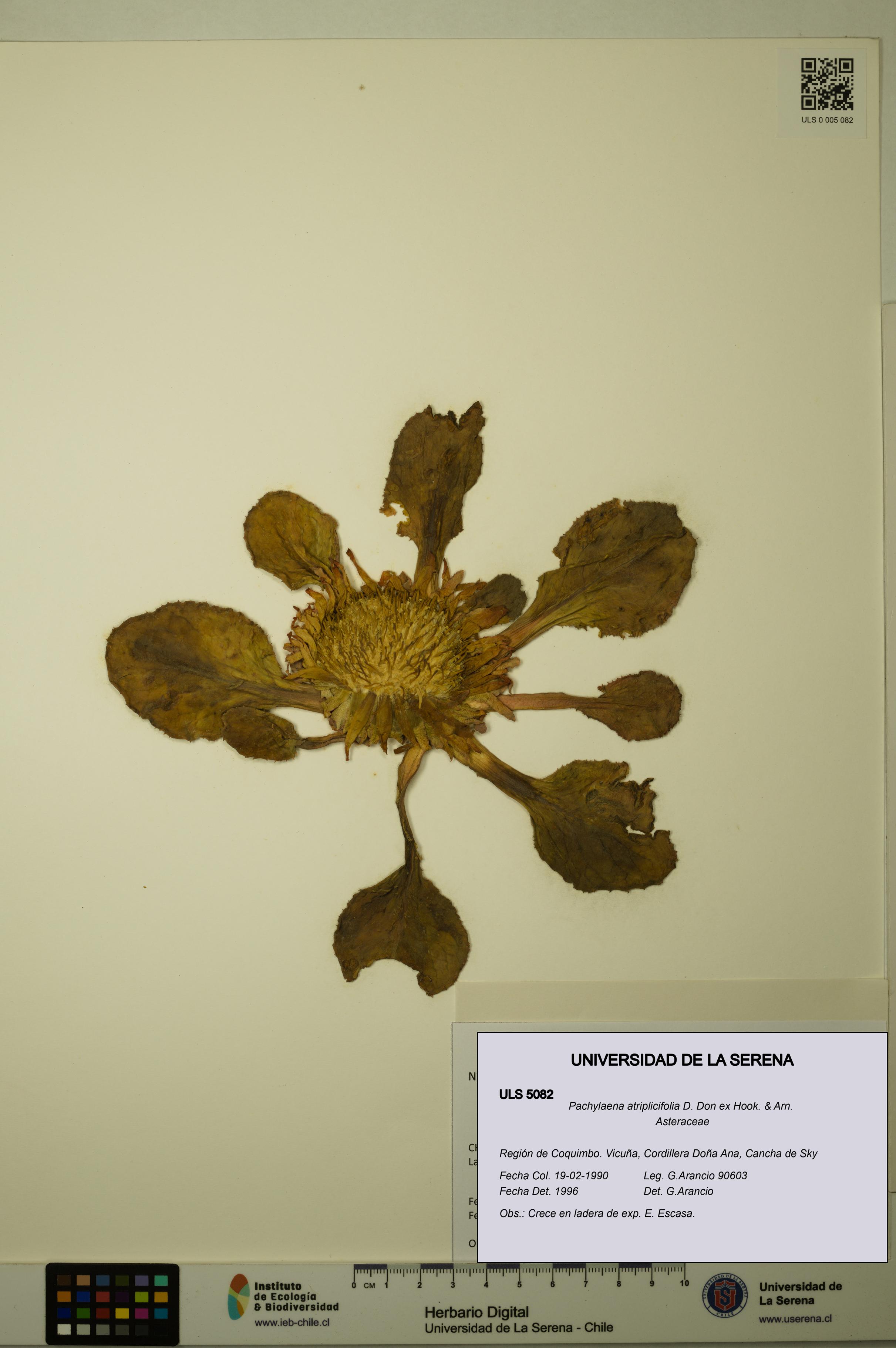 Pachylaena atriplicifolia [Espécimen: ]