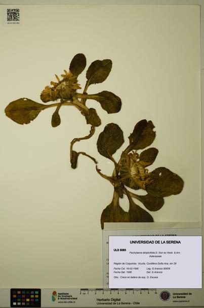 Pachylaena atriplicifolia [Espécimen: ]
