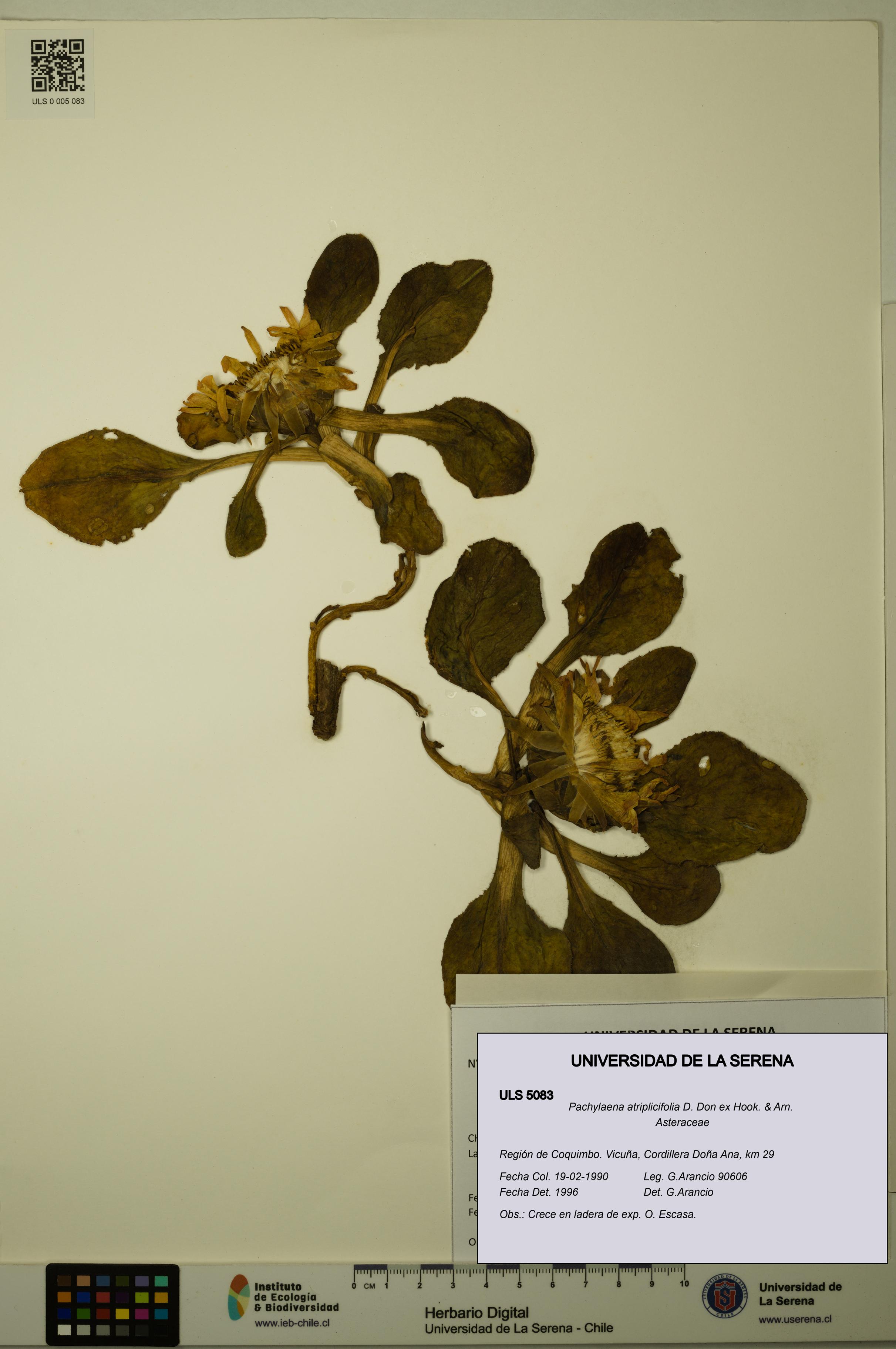 Pachylaena atriplicifolia [Espécimen: ]