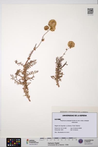 Polyachyrus poeppigii [Espécimen: ULS:ULS:0005096]