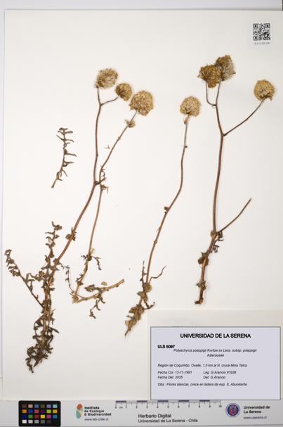 Polyachyrus poeppigii [Espécimen: ULS:ULS:0005097]