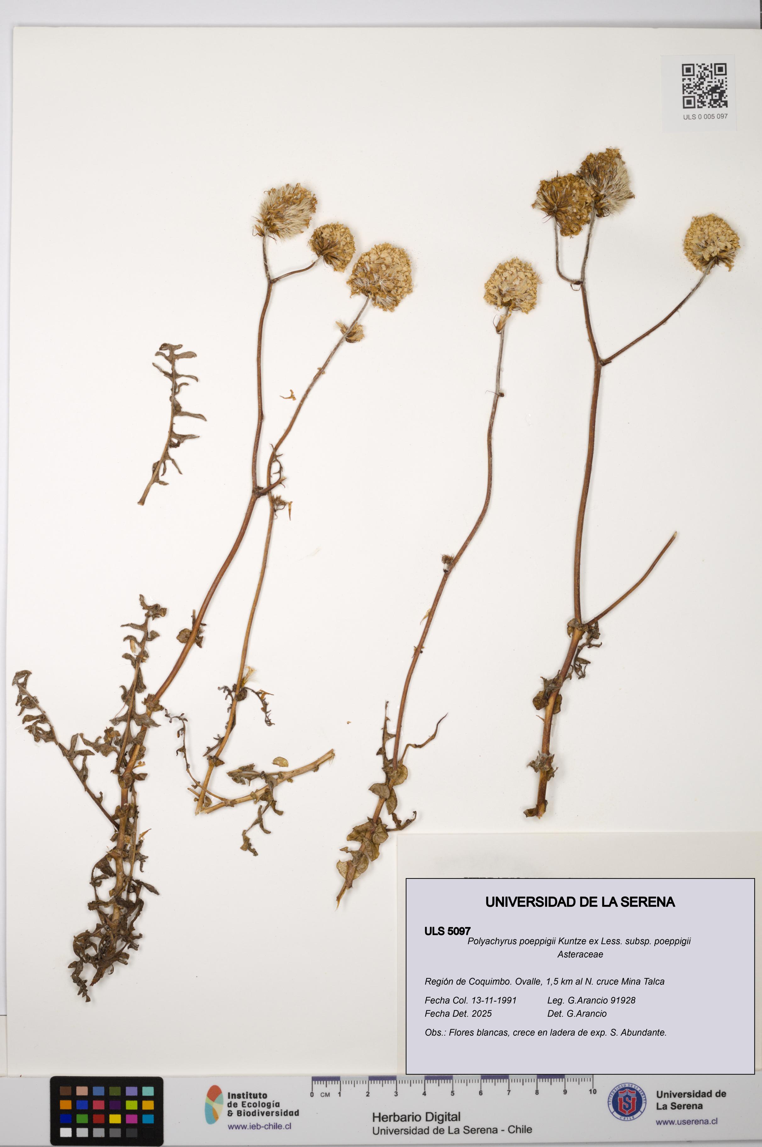 Polyachyrus poeppigii [Espécimen: ULS:ULS:0005097]