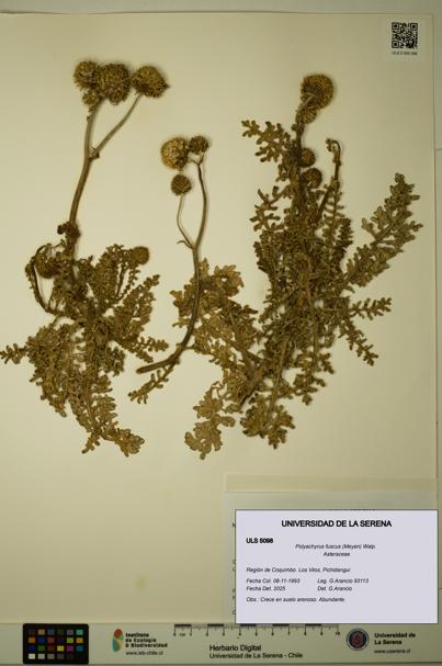 Polyachyrus fuscus [Espécimen: ULS:ULS:0005098]