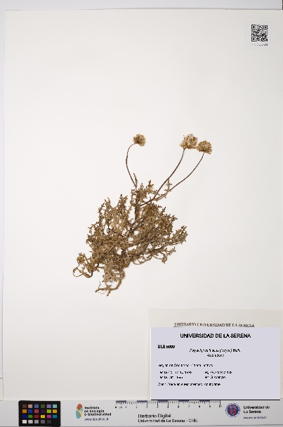 Polyachyrus fuscus [Espécimen: ULS:ULS:0005099]