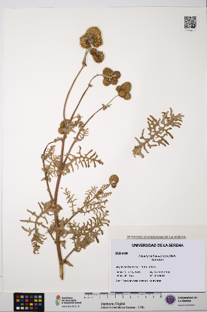Polyachyrus fuscus [Espécimen: ULS:ULS:0005100]