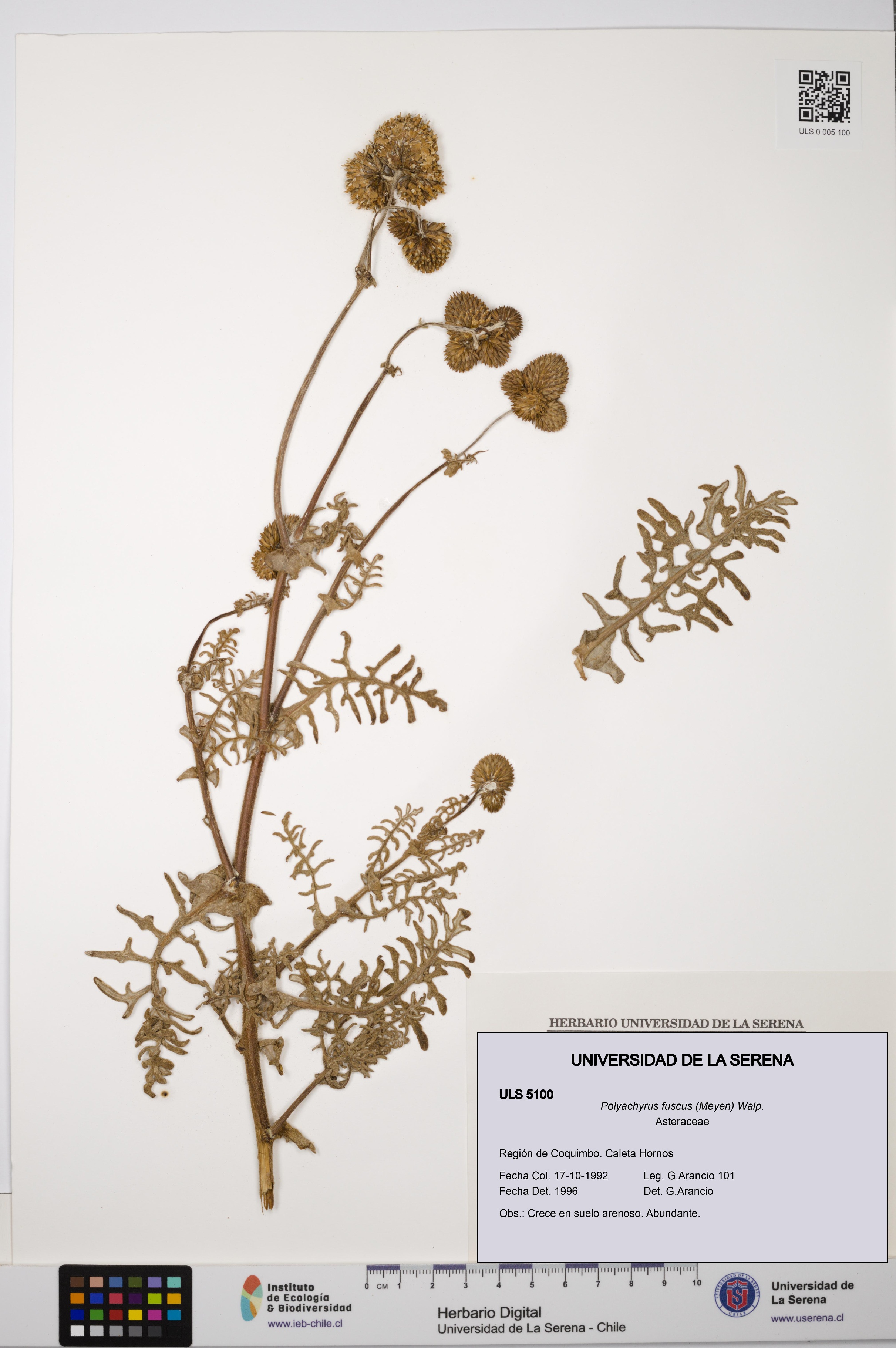 Polyachyrus fuscus [Espécimen: ULS:ULS:0005100]