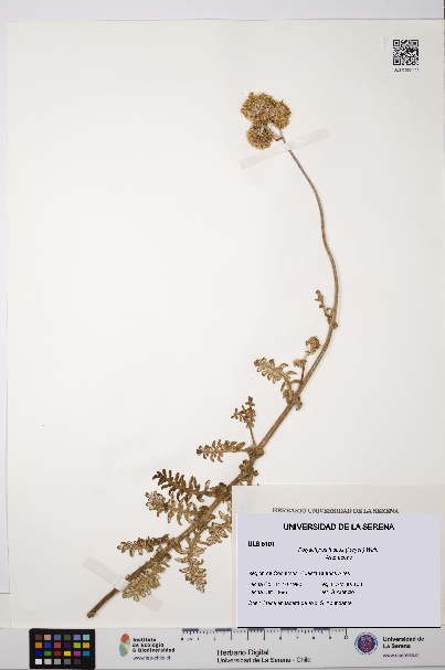 Polyachyrus fuscus [Espécimen: ULS:ULS:0005101]