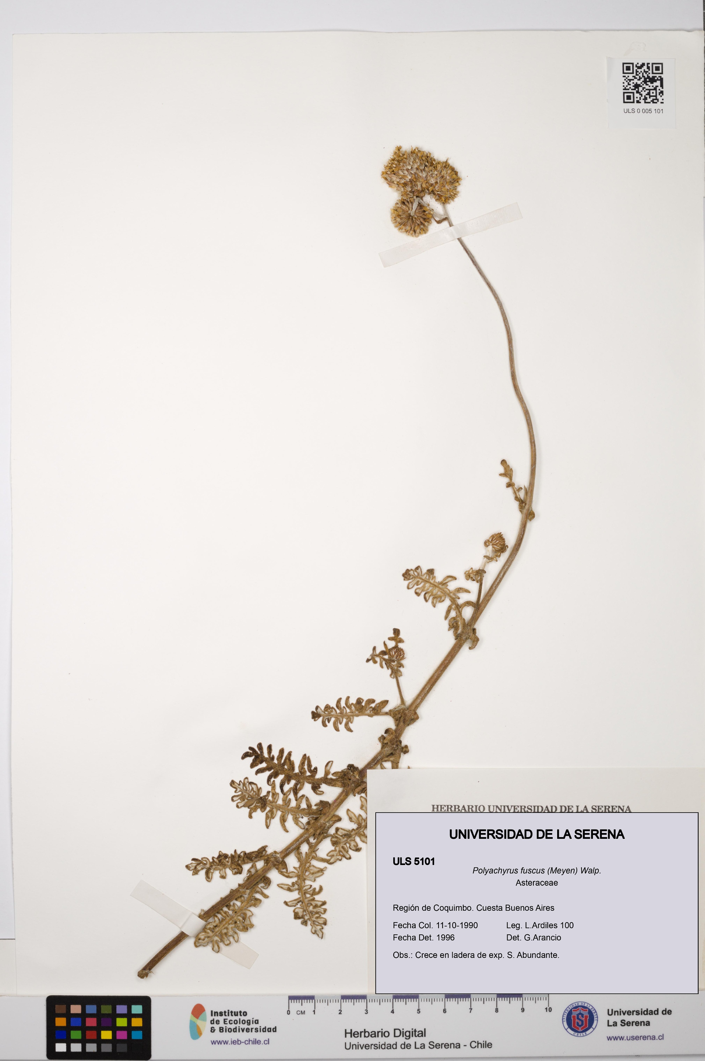 Polyachyrus fuscus [Espécimen: ULS:ULS:0005101]