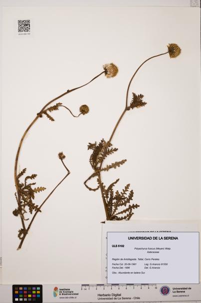 Polyachyrus fuscus [Espécimen: ULS:ULS:0005102]
