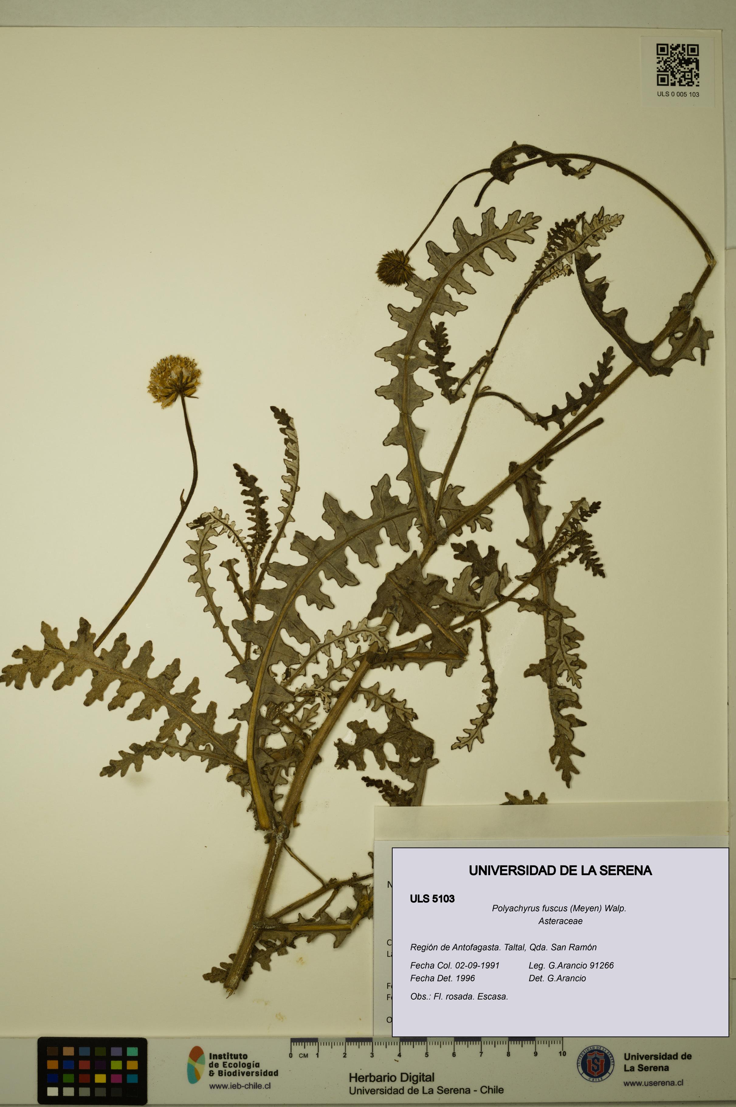 Polyachyrus fuscus [Espécimen: ULS:ULS:0005103]