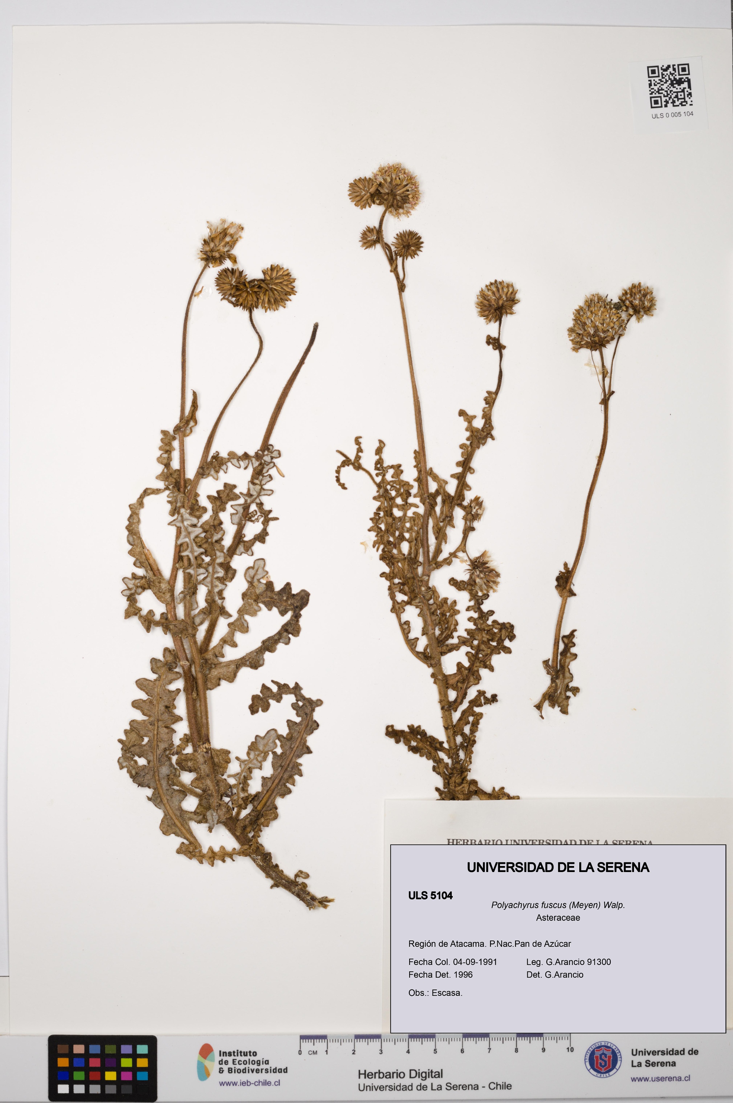 Polyachyrus fuscus [Espécimen: ULS:ULS:0005104]