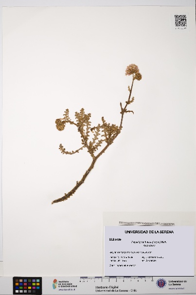 Polyachyrus fuscus [Espécimen: ULS:ULS:0005105]