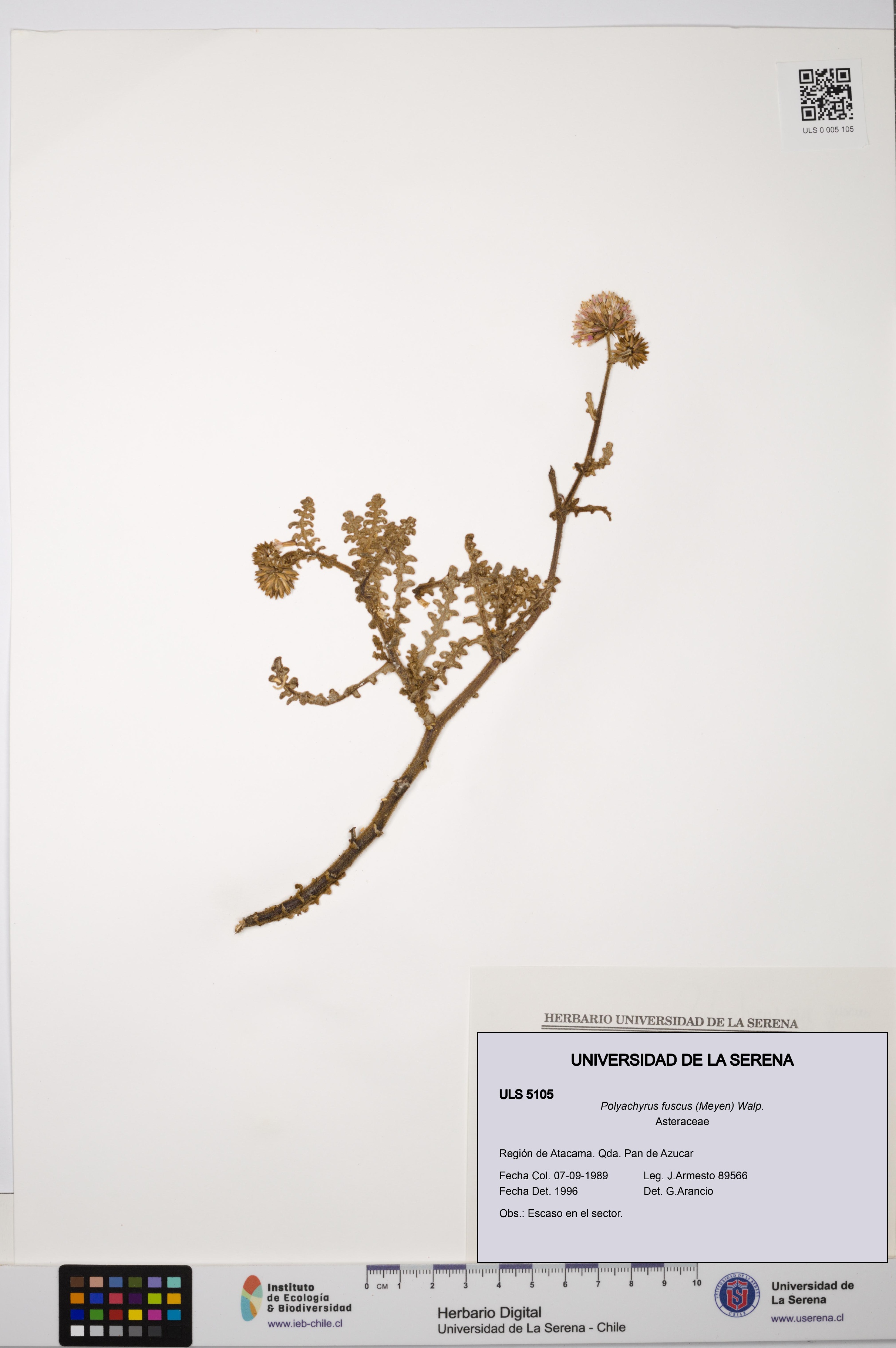 Polyachyrus fuscus [Espécimen: ULS:ULS:0005105]