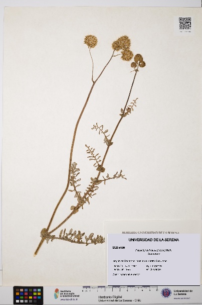 Polyachyrus fuscus [Espécimen: ULS:ULS:0005106]