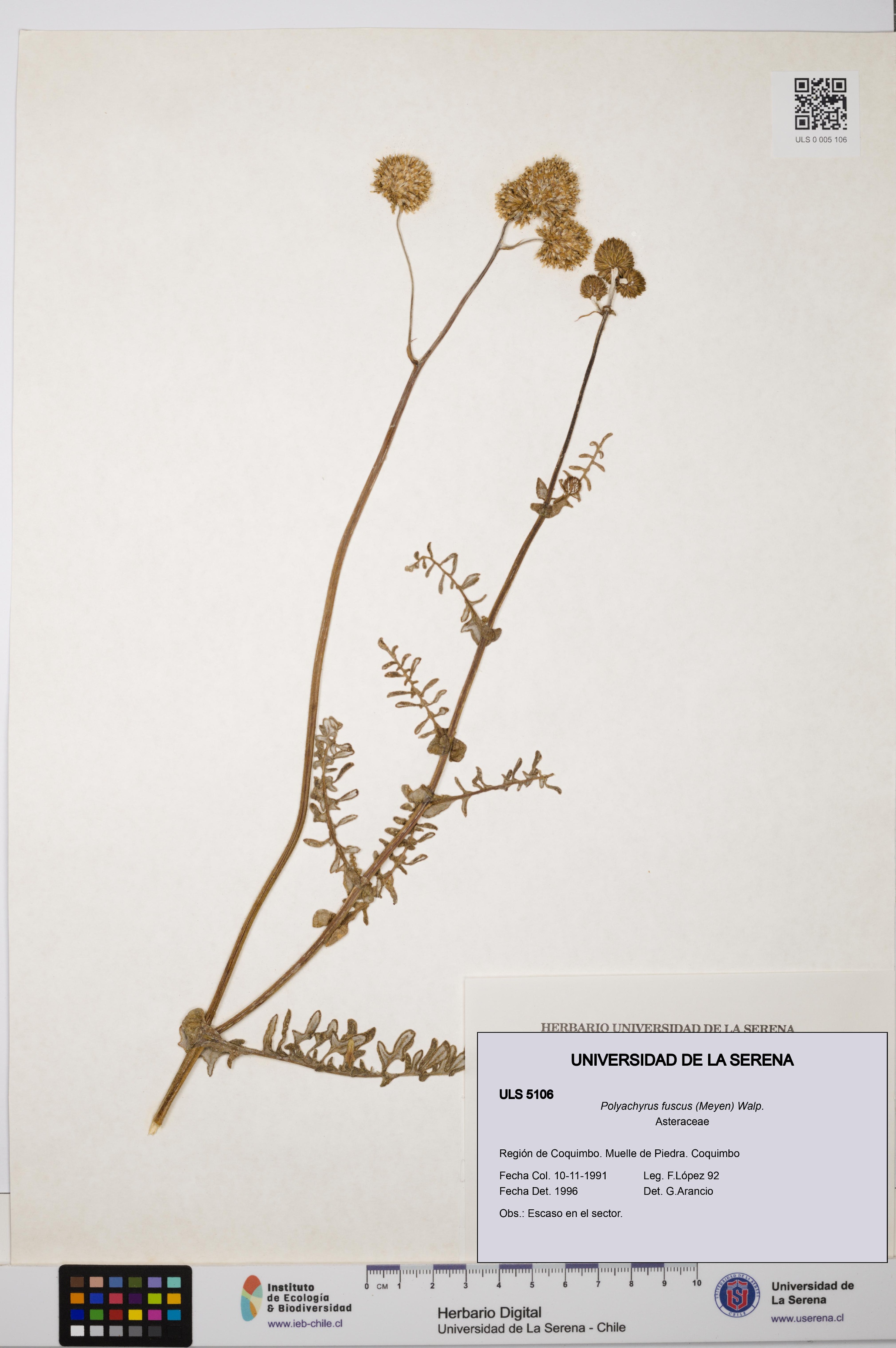 Polyachyrus fuscus [Espécimen: ULS:ULS:0005106]