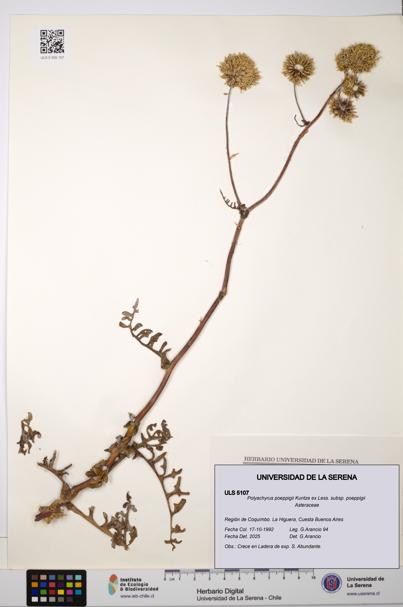 Polyachyrus poeppigii [Espécimen: ULS:ULS:0005107]