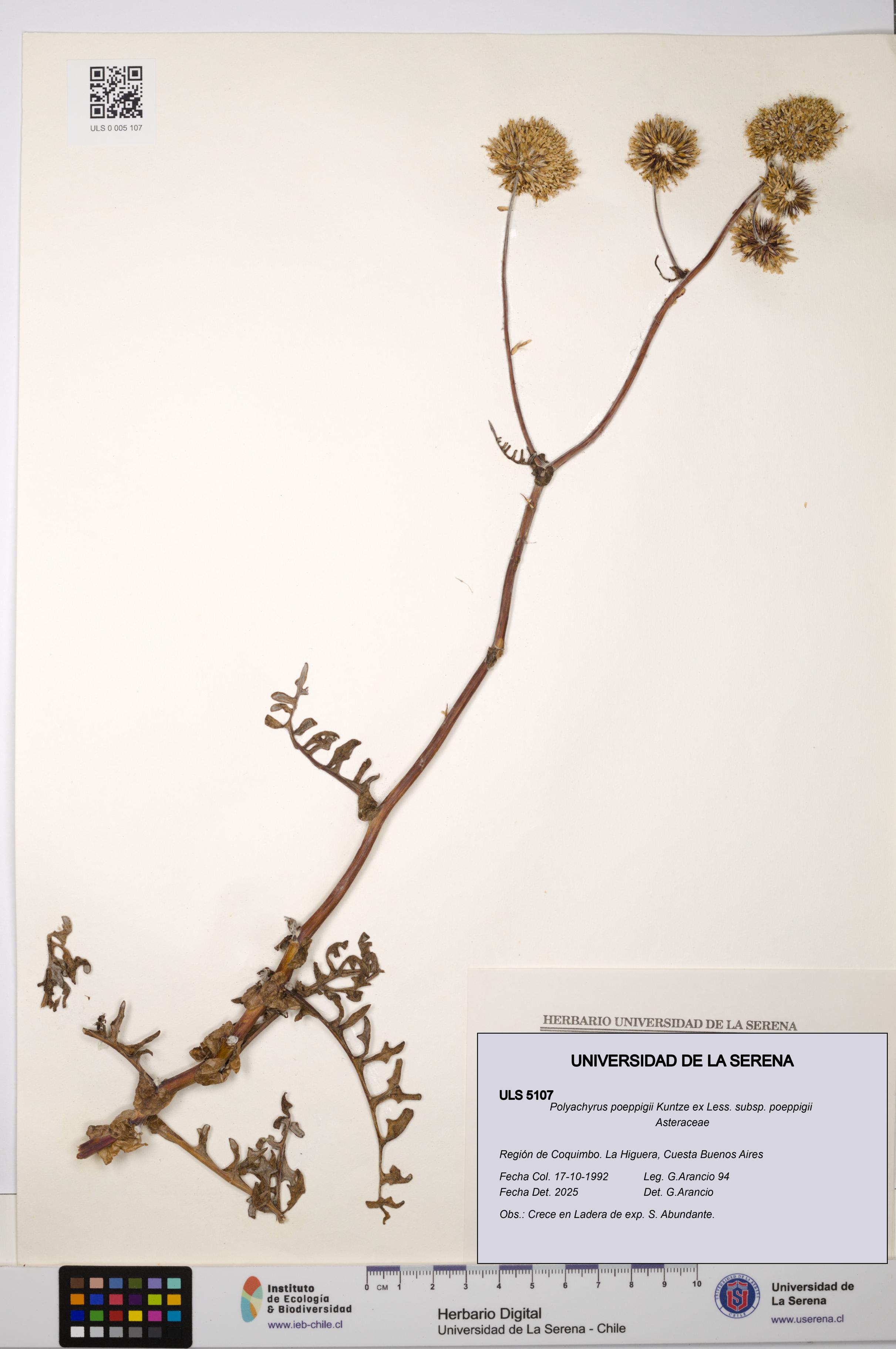 Polyachyrus poeppigii [Espécimen: ULS:ULS:0005107]