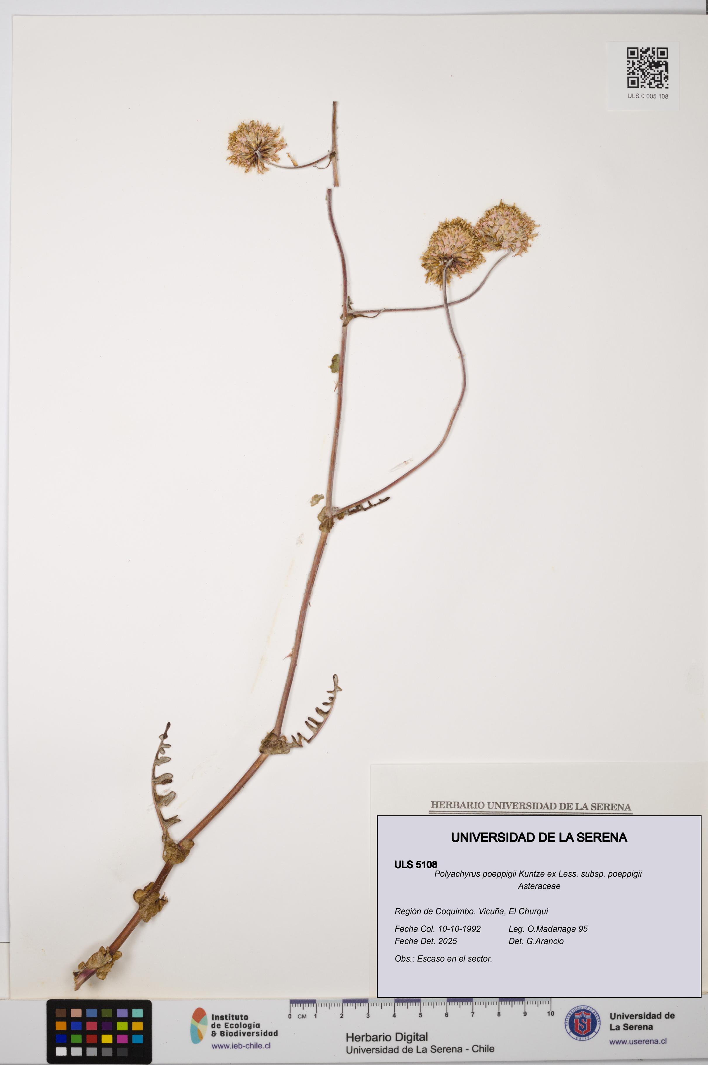 Polyachyrus poeppigii [Espécimen: ULS:ULS:0005108]