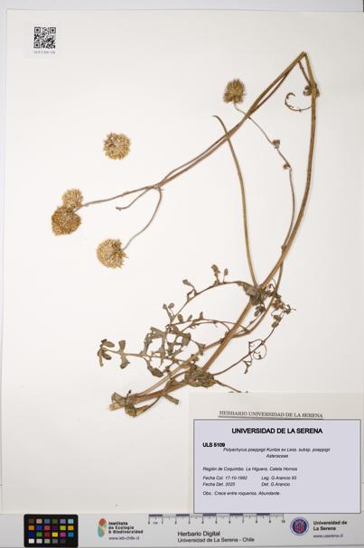 Polyachyrus poeppigii [Espécimen: ULS:ULS:0005109]