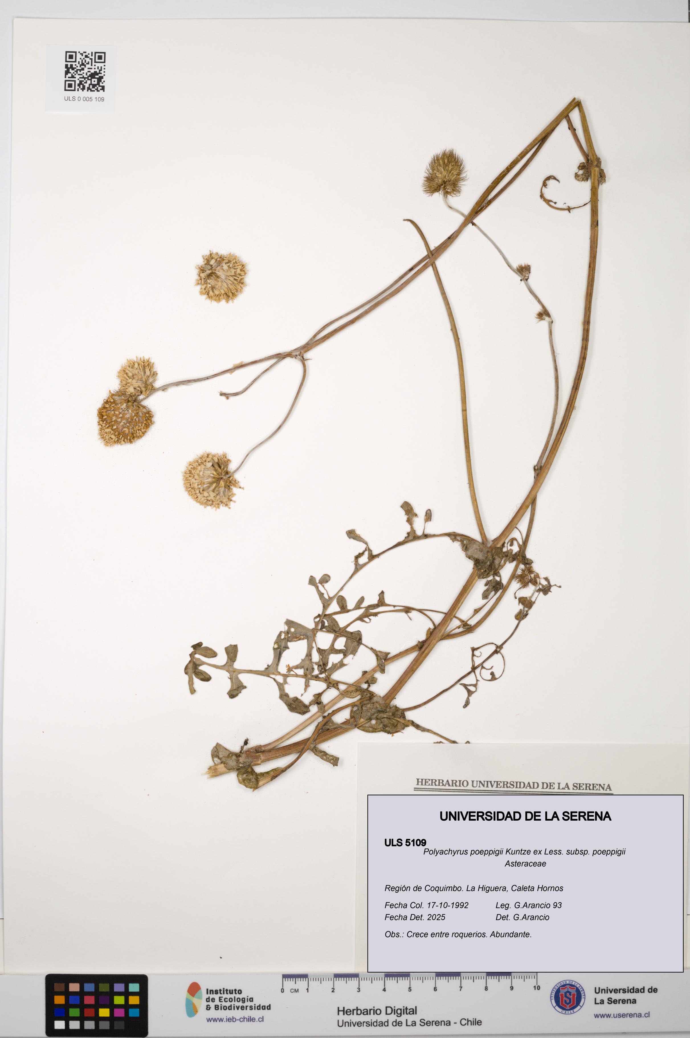 Polyachyrus poeppigii [Espécimen: ULS:ULS:0005109]