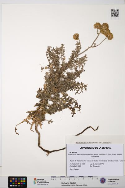 Polyachyrus poeppigii [Espécimen: ULS:ULS:0005110]