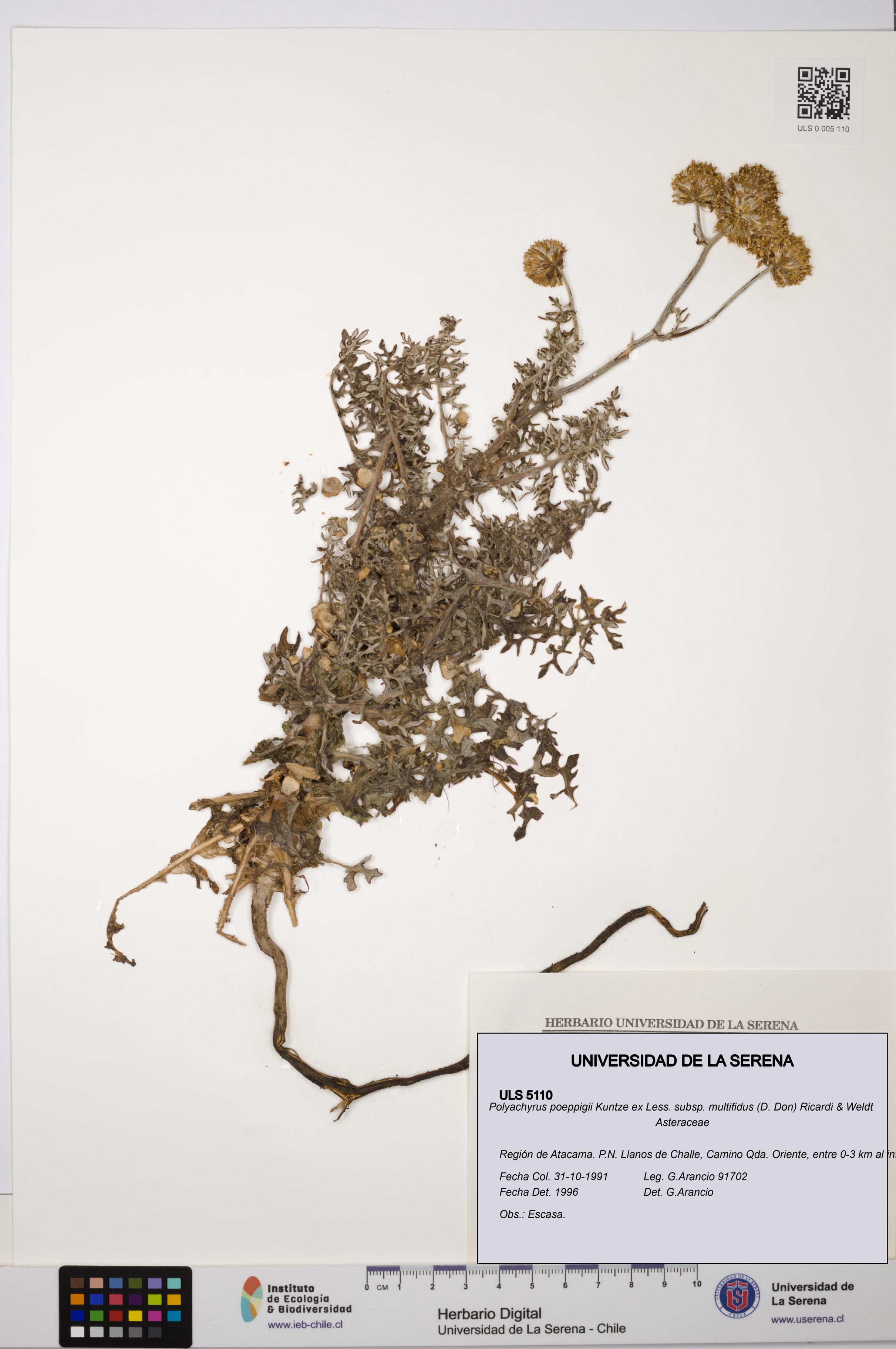 Polyachyrus poeppigii [Espécimen: ULS:ULS:0005110]