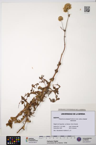 Polyachyrus poeppigii [Espécimen: ULS:ULS:0005111]